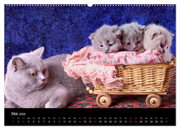 Produktbild: Britisch Kurzhaar Katzen (hochwertiger Premium Wandkalender 2026 DIN A2 quer), Kunstdruck in Hochglanz