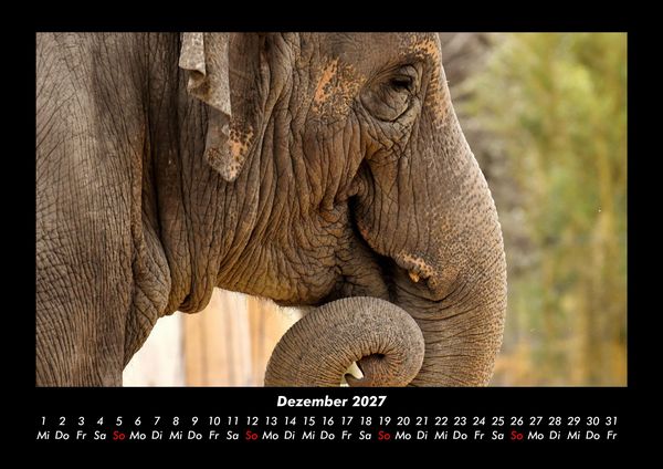 Produktbild: Elefanten 2027 Fotokalender DIN A3