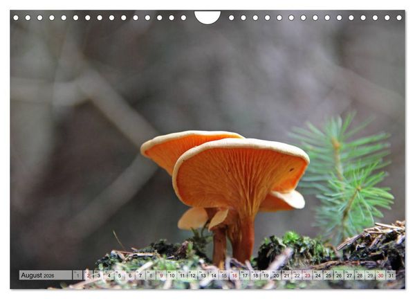 Produktbild: Waldpilz-Impressionen (Wandkalender 2026 DIN A4 quer), CALVENDO Monatskalender