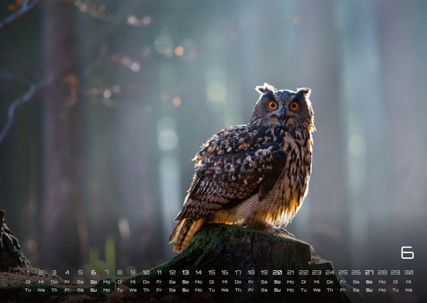 Produktbild: Eulen - W&auml;chter der Nacht - 2027 - Kalender DIN A2