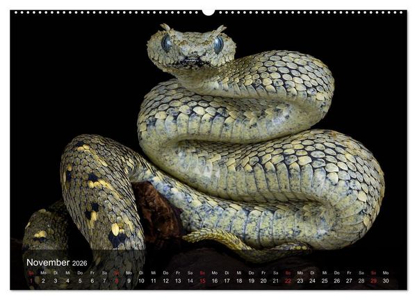 Produktbild: Giftschlangen (hochwertiger Premium Wandkalender 2026 DIN A2 quer), Kunstdruck in Hochglanz