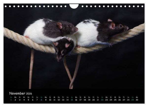 Produktbild: Fellnasen. Die bunte Welt der Farbratten. (Wandkalender 2026 DIN A4 quer), CALVENDO Monatskalender