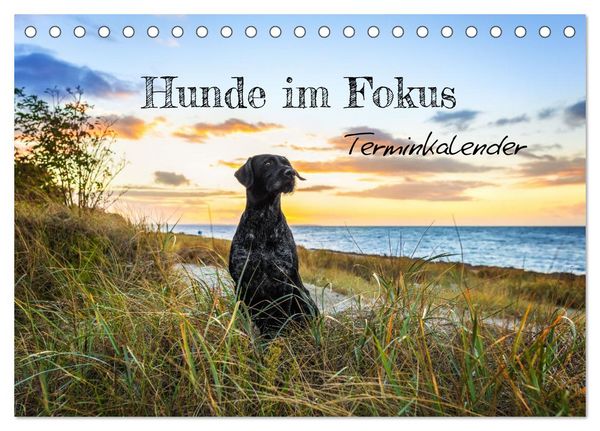Produktbild: Hunde im Fokus (Tischkalender 2026 DIN A5 quer), CALVENDO Monatskalender