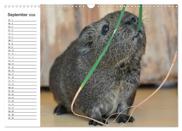Produktbild: Meerschweinchen Niedliche Herzensbrecher (Wandkalender 2026 DIN A3 quer), CALVENDO Monatskalender