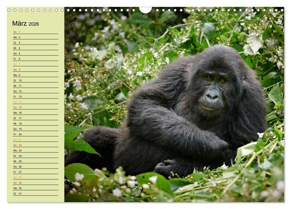 Produktbild: Ugandas wilde Menschenaffen (Wandkalender 2026 DIN A3 quer), CALVENDO Monatskalender
