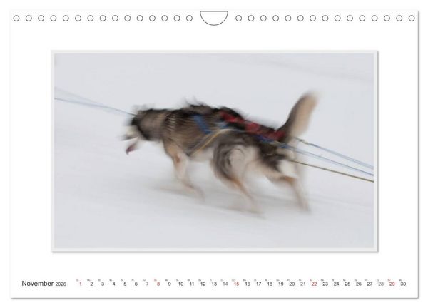 Produktbild: Emotionale Momente: The Art of Huskys. / CH-Version (Wandkalender 2026 DIN A4 quer), CALVENDO Monatskalender