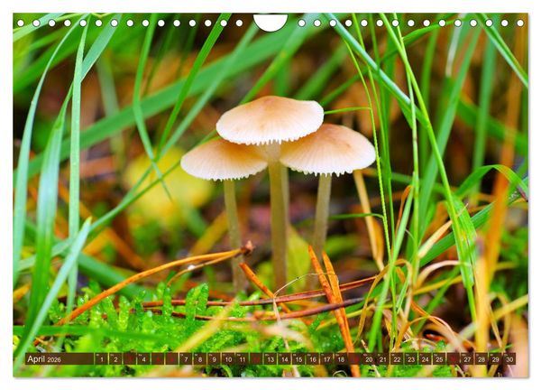 Produktbild: Herbstzeit ist Pilzezeit (Wandkalender 2026 DIN A4 quer), CALVENDO Monatskalender