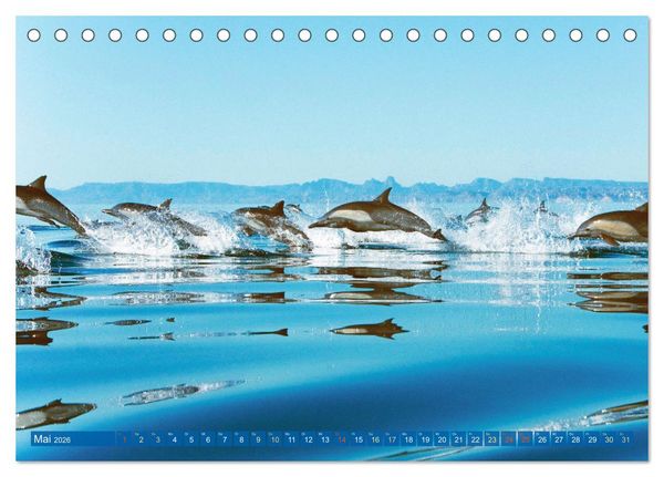 Produktbild: Delfine: Elegante Wellenreiter (Tischkalender 2026 DIN A5 quer), CALVENDO Monatskalender