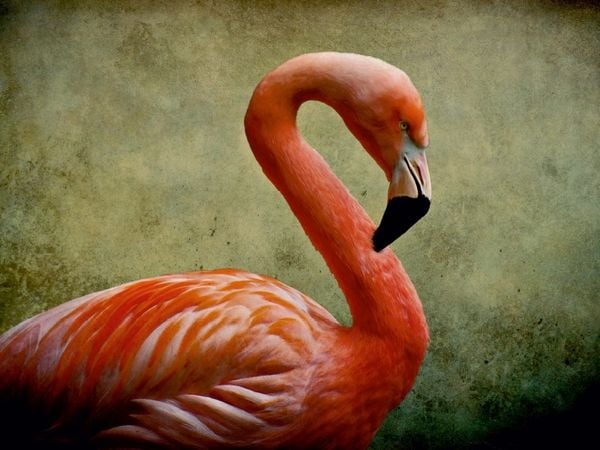 Produktbild: CALVENDO Puzzle Red Flamingo | 1000 Teile Lege-Gr&ouml;&szlig;e 64x48cm Foto-Puzzle f&uuml;r gl&uuml;ckliche Stunden