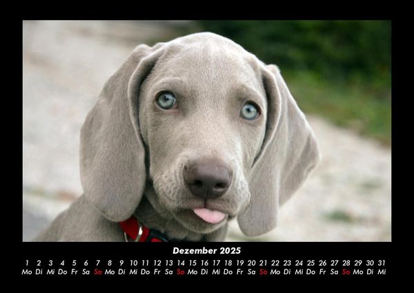 Produktbild: Welpen 2025 Fotokalender DIN A3