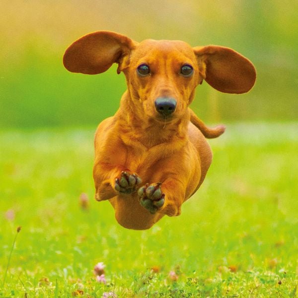 Produktbild: Dackel / Dachshund 2027