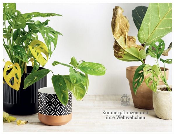 Produktbild: 101 Dinge, die Du &uuml;ber Zimmerpflanzen wissen musst
