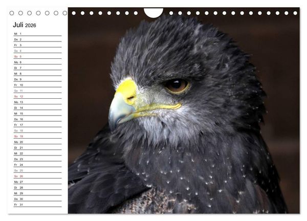 Produktbild: Greifv&ouml;gel, Eulen und K&auml;uze (Wandkalender 2026 DIN A4 quer), CALVENDO Monatskalender