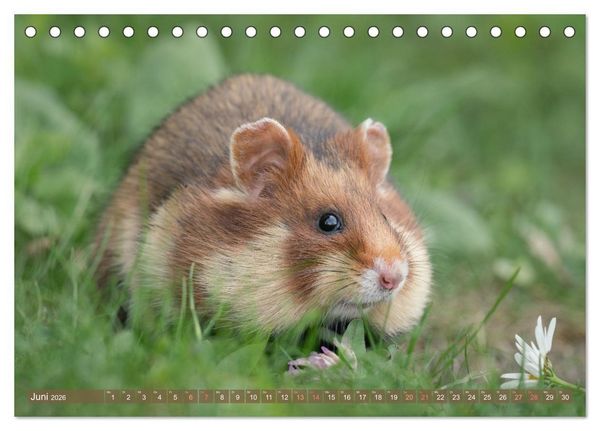 Produktbild: Feldhamster Herbert Kleine Pfoten, gro&szlig;e Pers&ouml;nlichkeit (Tischkalender 2026 DIN A5 quer), CALVENDO Monatskalender