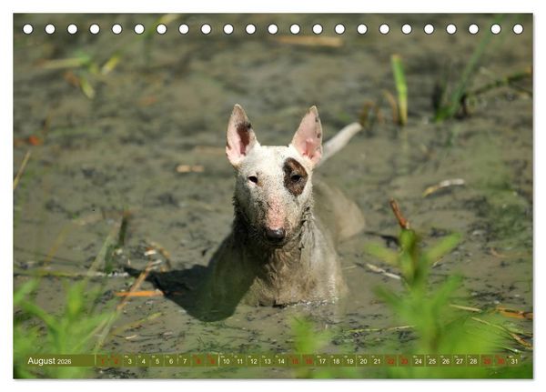 Produktbild: Bullterrier, Powerpakete auf 4 Pfoten (Tischkalender 2026 DIN A5 quer), CALVENDO Monatskalender