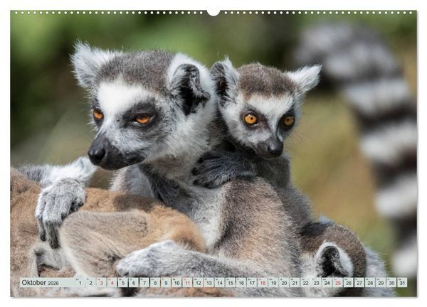 Produktbild: Makis ganz s&uuml;ss (hochwertiger Premium Wandkalender 2026 DIN A2 quer), Kunstdruck in Hochglanz