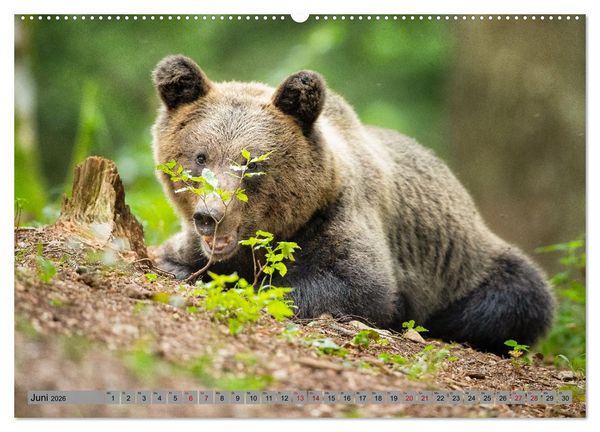 Produktbild: Krafttier B&auml;r (hochwertiger Premium Wandkalender 2026 DIN A2 quer), Kunstdruck in Hochglanz