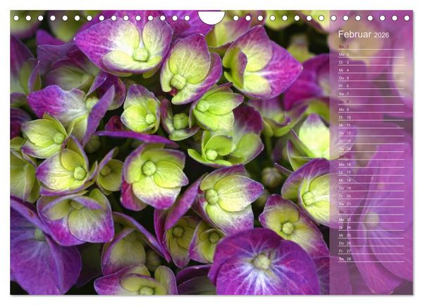 Produktbild: Hortensien / Geburtstagskalender (Wandkalender 2026 DIN A4 quer), CALVENDO Monatskalender