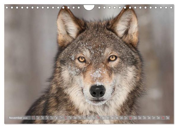 Produktbild: Wolves &bull; Faces of social hunters (Wall Calendar 2026 DIN A4 landscape), CALVENDO 12 Month Wall Calendar