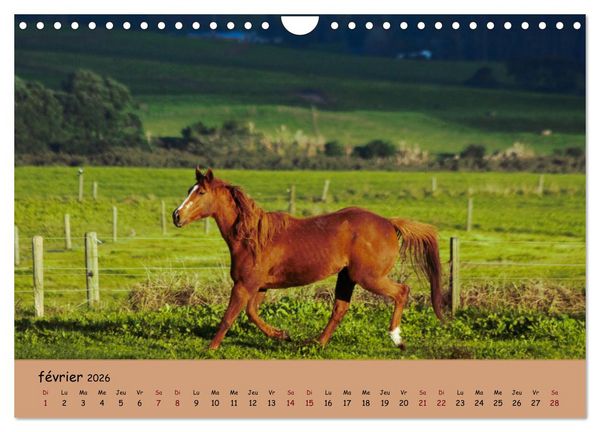 Produktbild: Les animaux de nos fermes (Calendrier mural 2026 DIN A4 vertical), CALVENDO calendrier mensuel