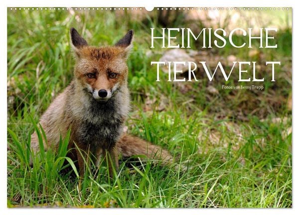 Produktbild: Heimische Tierwelt (Wandkalender 2026 DIN A2 quer), CALVENDO Monatskalender
