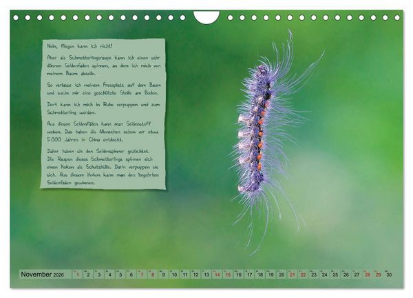 Produktbild: GEOclick Lernkalender: Steckbriefe einheimischer Schmetterlinge (Wandkalender 2026 DIN A4 quer), CALVENDO Monatskalender