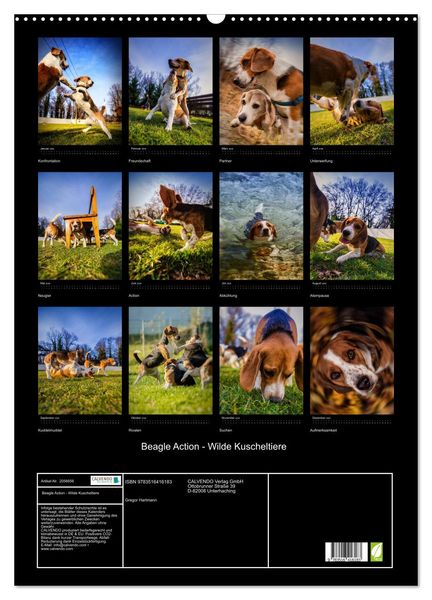 Produktbild: Beagle Action - Wilde Kuscheltiere (Wandkalender 2026 DIN A2 hoch), CALVENDO Monatskalender