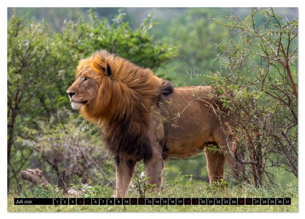 Produktbild: L&ouml;wen in Botswana und S&uuml;dafrika (Tischkalender 2026 DIN A5 quer), CALVENDO Monatskalender