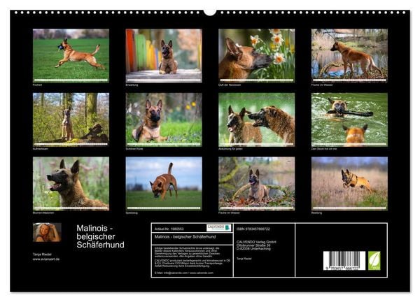 Produktbild: Malinois - belgischer Sch&auml;ferhund (hochwertiger Premium Wandkalender 2026 DIN A2 quer), Kunstdruck in Hochglanz