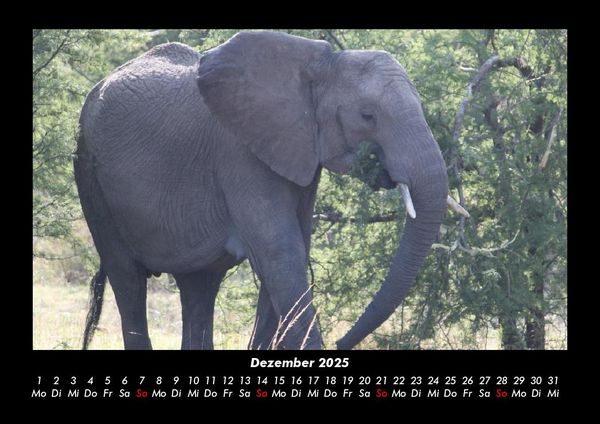 Produktbild: Elefanten 2025 Fotokalender DIN A3