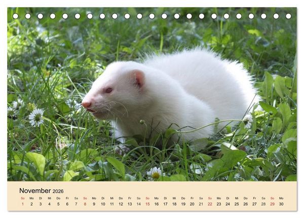 Produktbild: Frettchen und Marder. Frech, witzig, niedlich (Tischkalender 2026 DIN A5 quer), CALVENDO Monatskalender