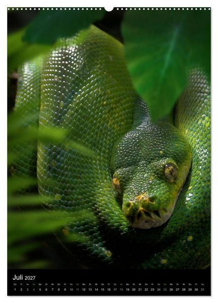 Produktbild: Auge in Auge mit coolen Typen - REPTILIEN (Wandkalender 2027 DIN A2 hoch), CALVENDO Monatskalender