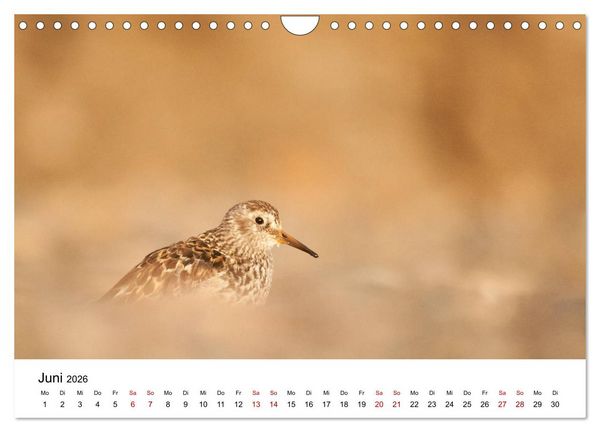 Produktbild: Spitzbergenkalender (Wandkalender 2026 DIN A4 quer), CALVENDO Monatskalender