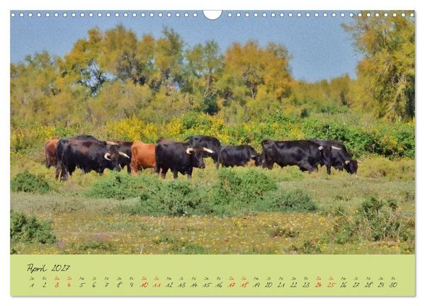 Produktbild: Wildes S&uuml;dfrankreich (Wandkalender 2027 DIN A3 quer), CALVENDO Monatskalender