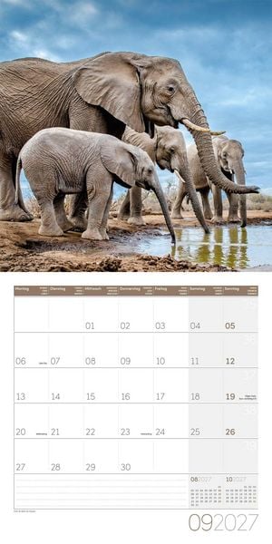 Produktbild: Elefanten Kalender 2027 - 30x30 - Art12