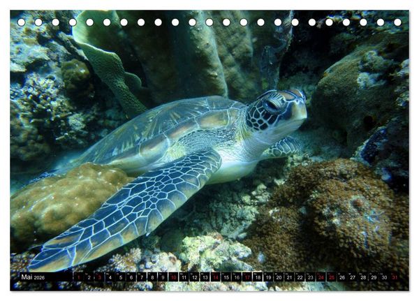 Produktbild: Fische und Meerestiere (Tischkalender 2026 DIN A5 quer), CALVENDO Monatskalender