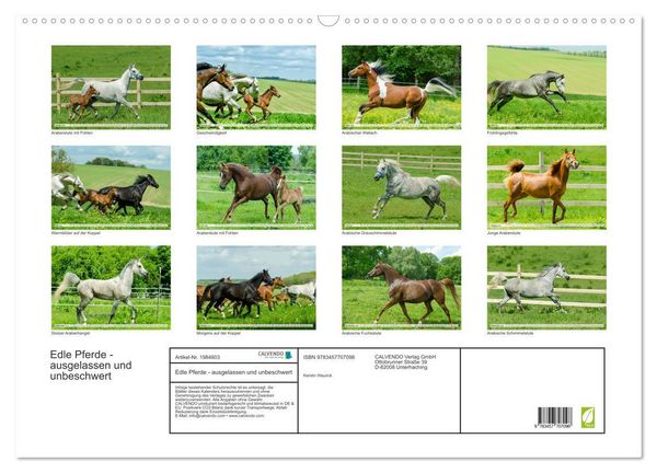 Produktbild: Edle Pferde - ausgelassen und unbeschwert (Wandkalender 2026 DIN A2 quer), CALVENDO Monatskalender