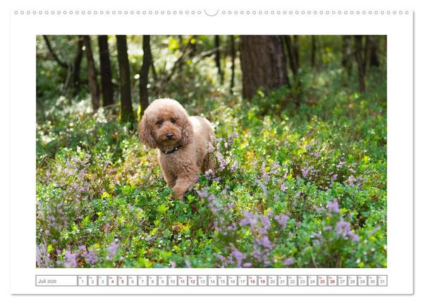 Produktbild: Maltipoo - Malteser -Pudel (Wandkalender 2026 DIN A2 quer), CALVENDO Monatskalender