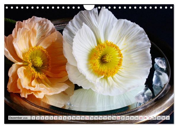 Produktbild: Prachtvolle Mohnbl&uuml;ten (Wandkalender 2026 DIN A4 quer), CALVENDO Monatskalender