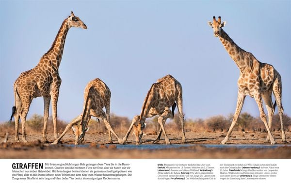Produktbild: Unsere Welt in 1000 Bildern. Tiere