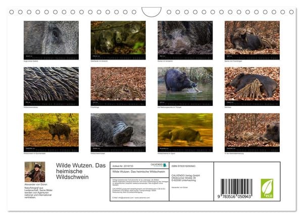 Produktbild: Wilde Wutzen. Das heimische Wildschwein (Wandkalender 2026 DIN A4 quer), CALVENDO Monatskalender