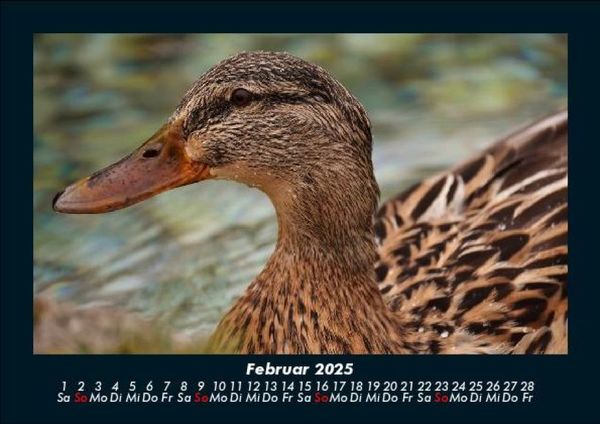 Produktbild: Enten 2025 Fotokalender DIN A5