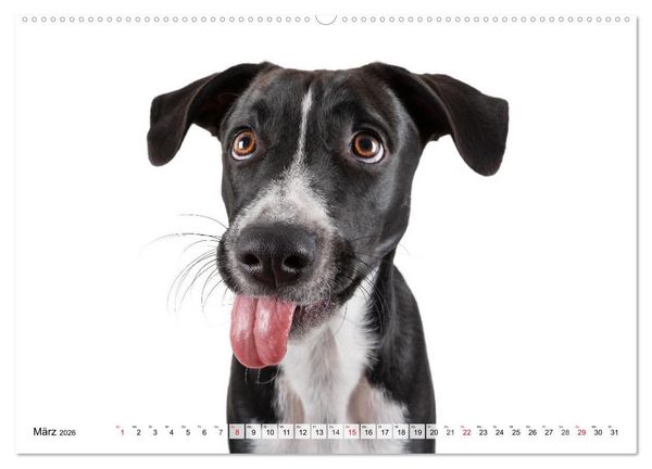 Produktbild: Charakterk&ouml;pfe zum verlieben (Wandkalender 2026 DIN A2 quer), CALVENDO Monatskalender