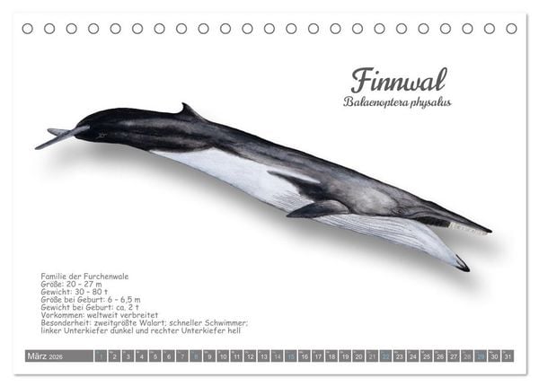 Produktbild: Wale und Delfine Steckbriefe (Tischkalender 2026 DIN A5 quer), CALVENDO Monatskalender