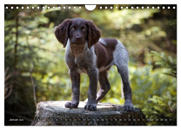 Produktbild: Faszination Jagdhund - Deutsch Langhaar (Wandkalender 2026 DIN A4 quer), CALVENDO Monatskalender