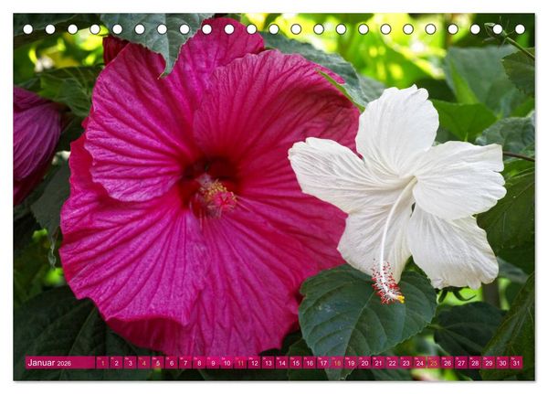 Produktbild: Flower Power - Zauberhafte K&uuml;belpflanzen (Tischkalender 2026 DIN A5 quer), CALVENDO Monatskalender