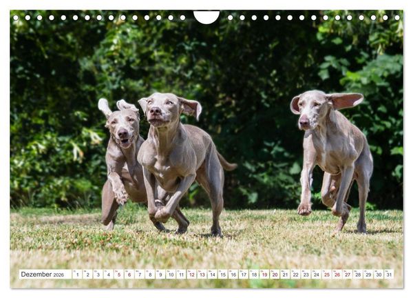 Produktbild: Unsere Freunde auf vier Pfoten - Hunde (Wandkalender 2026 DIN A4 quer), CALVENDO Monatskalender