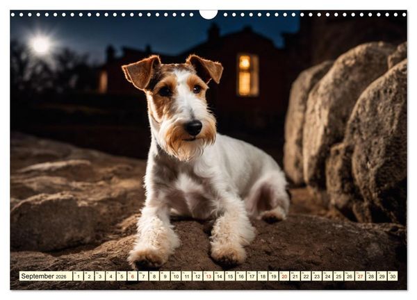 Produktbild: Drahthaar-Foxterrier (Wandkalender 2026 DIN A3 quer), CALVENDO Monatskalender