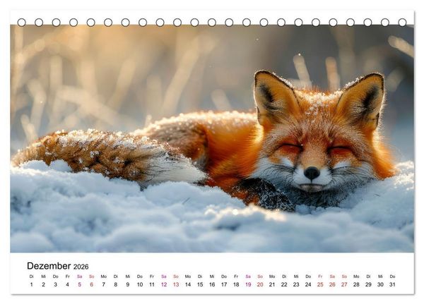 Produktbild: Fuchs - sch&ouml;ne Momente (Tischkalender 2026 DIN A5 quer), CALVENDO Monatskalender