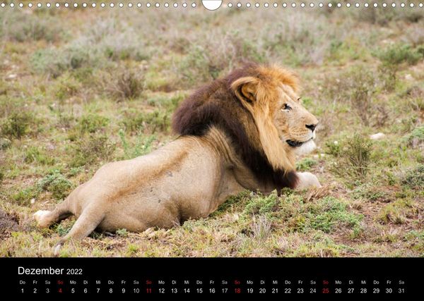 Produktbild: Faszinierendes S&uuml;dafrika / CH-Version (Wandkalender 2022 DIN A3 quer)